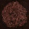 2000 Red Composting Worm Mix