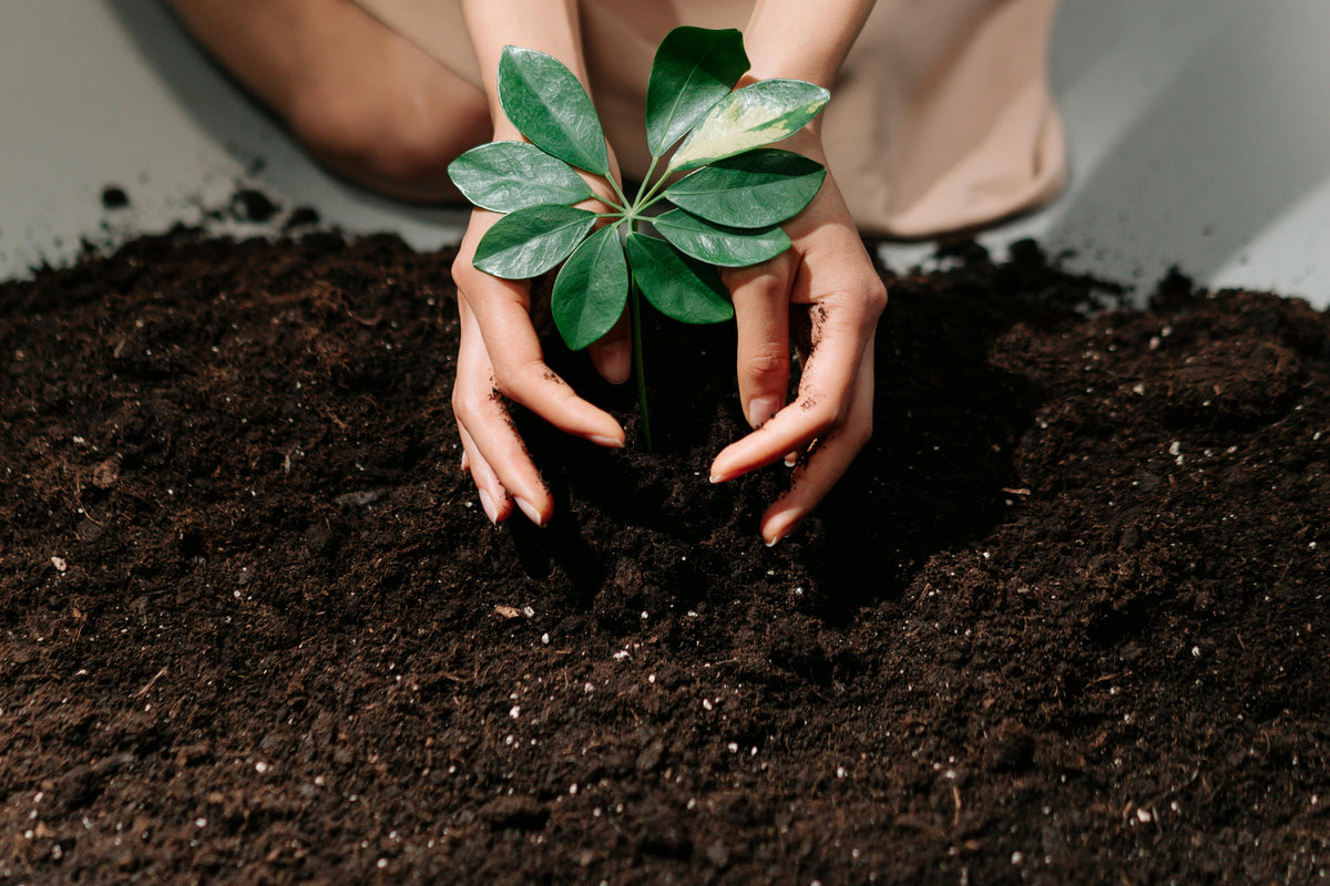 Organic Gardening Practices for Healthy Soil