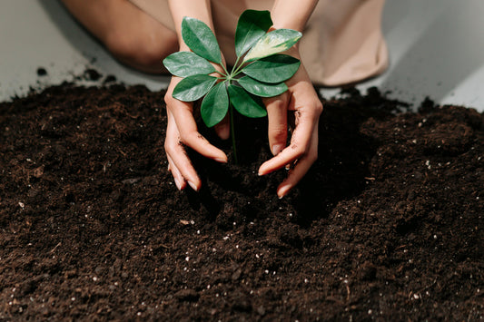 Organic Gardening Practices for Healthy Soil