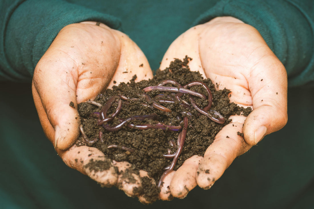 How to Use Worm Castings in Your Garden