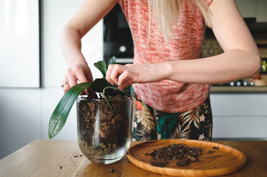 The Benefits of Worm Tea for Plants