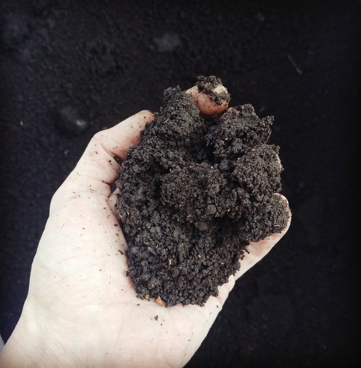 Premium Worm Castings