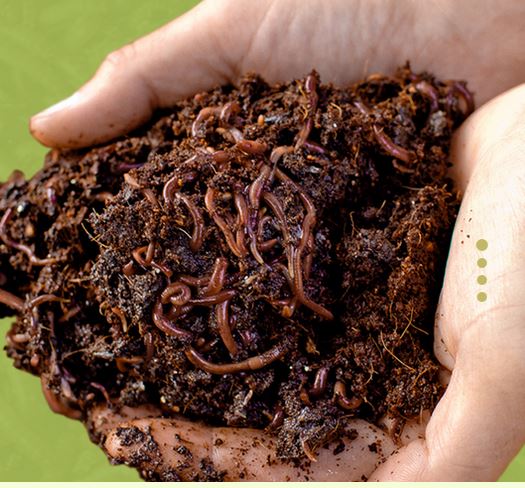 2000 Red Composting Worm Mix