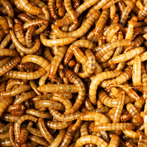 Meals Worm 1000 Count